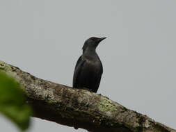 Image of Kenrick's Starling