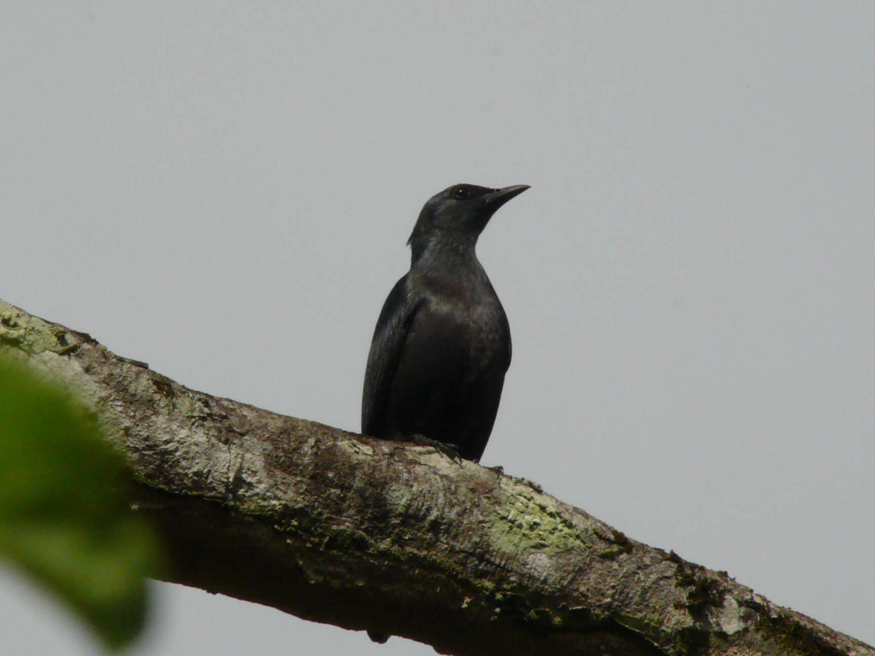 صورة Poeoptera kenricki Shelley 1894