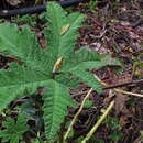 Image of Gunnera schultesii L. E. Mora-Osejo