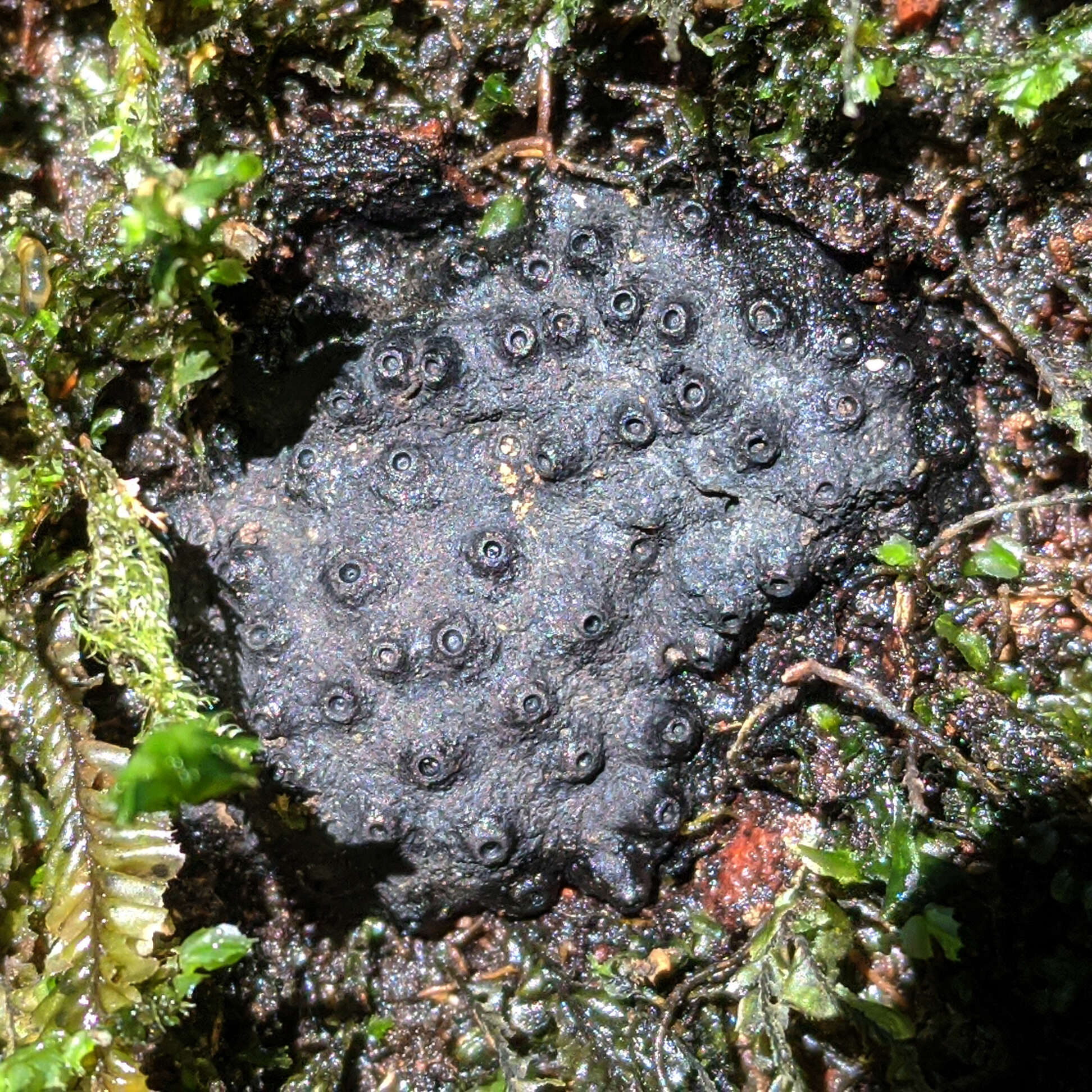 Annulohypoxylon hians (Berk. & Cooke) Y. M. Ju, J. D. Rogers & H. M. Hsieh 2005的圖片