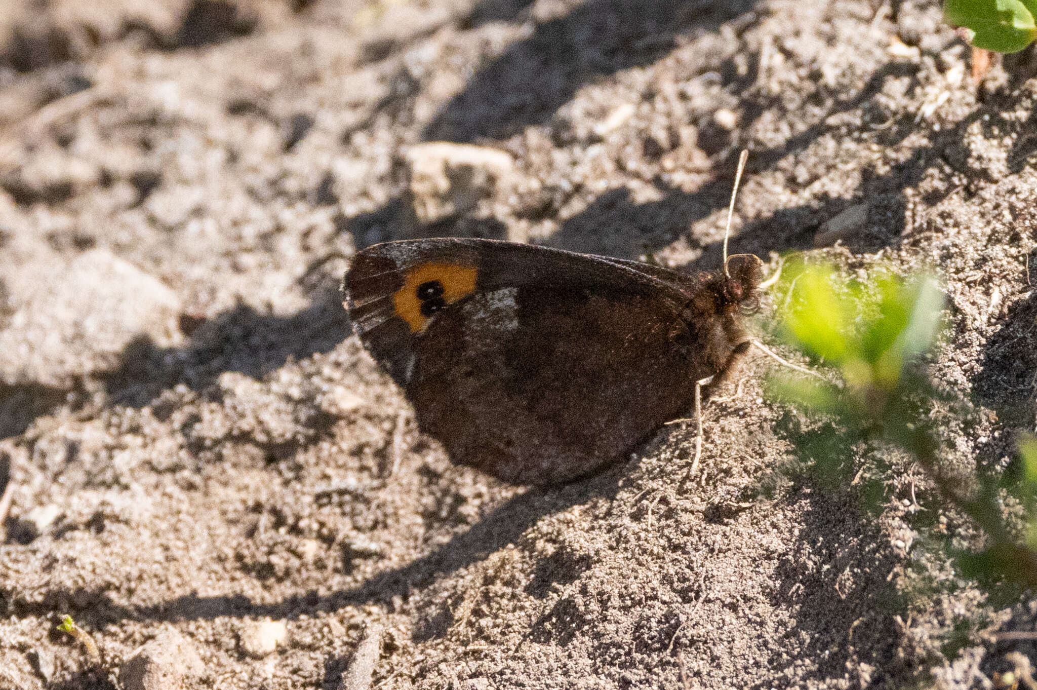 Image of Vidler's Alpine