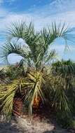 صورة Butia odorata (Barb. Rodr.) Noblick