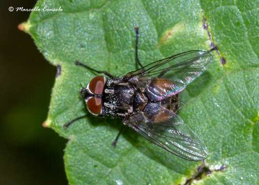 Image of House fly