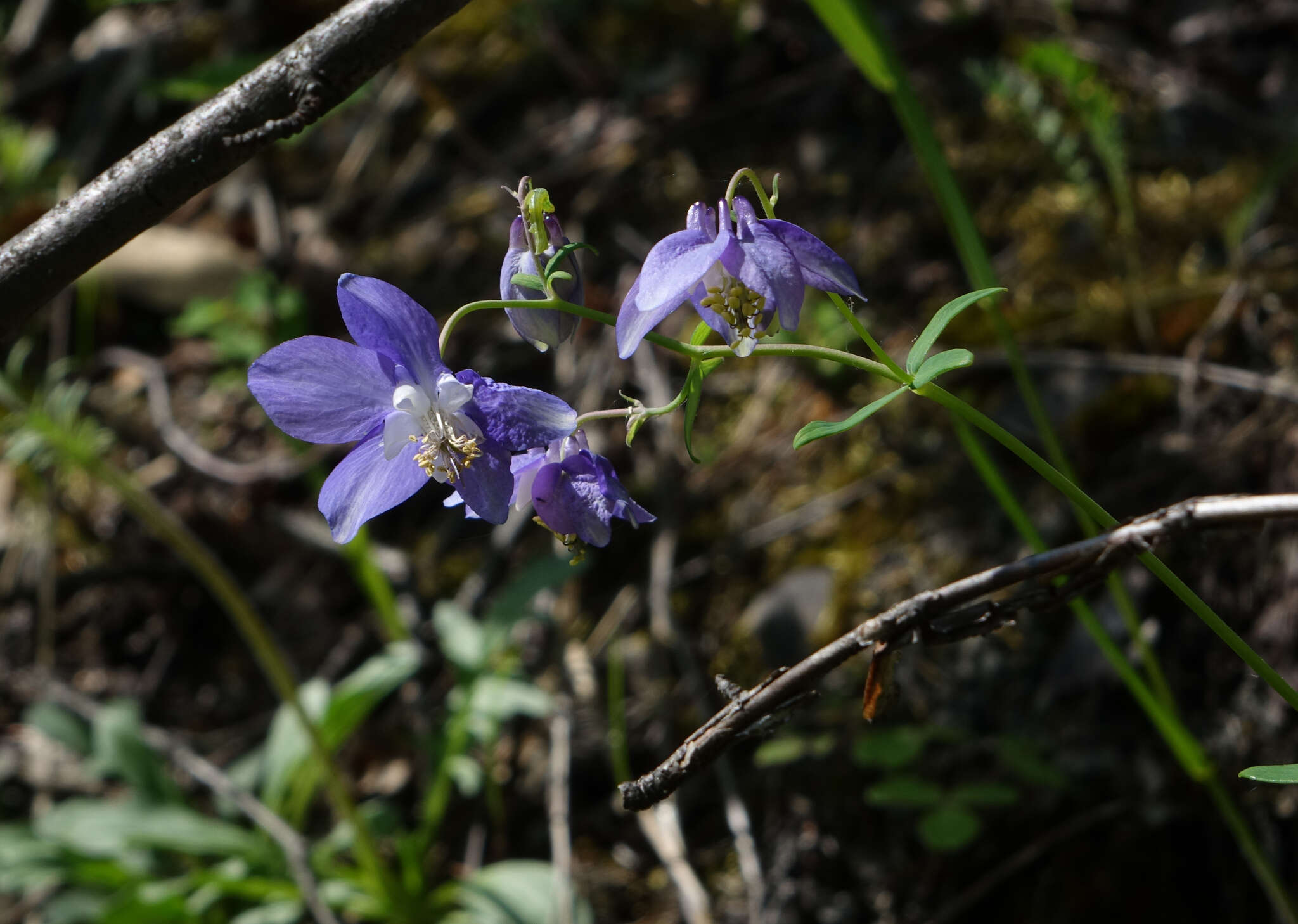 Image of Aquilegia parviflora Ledeb.