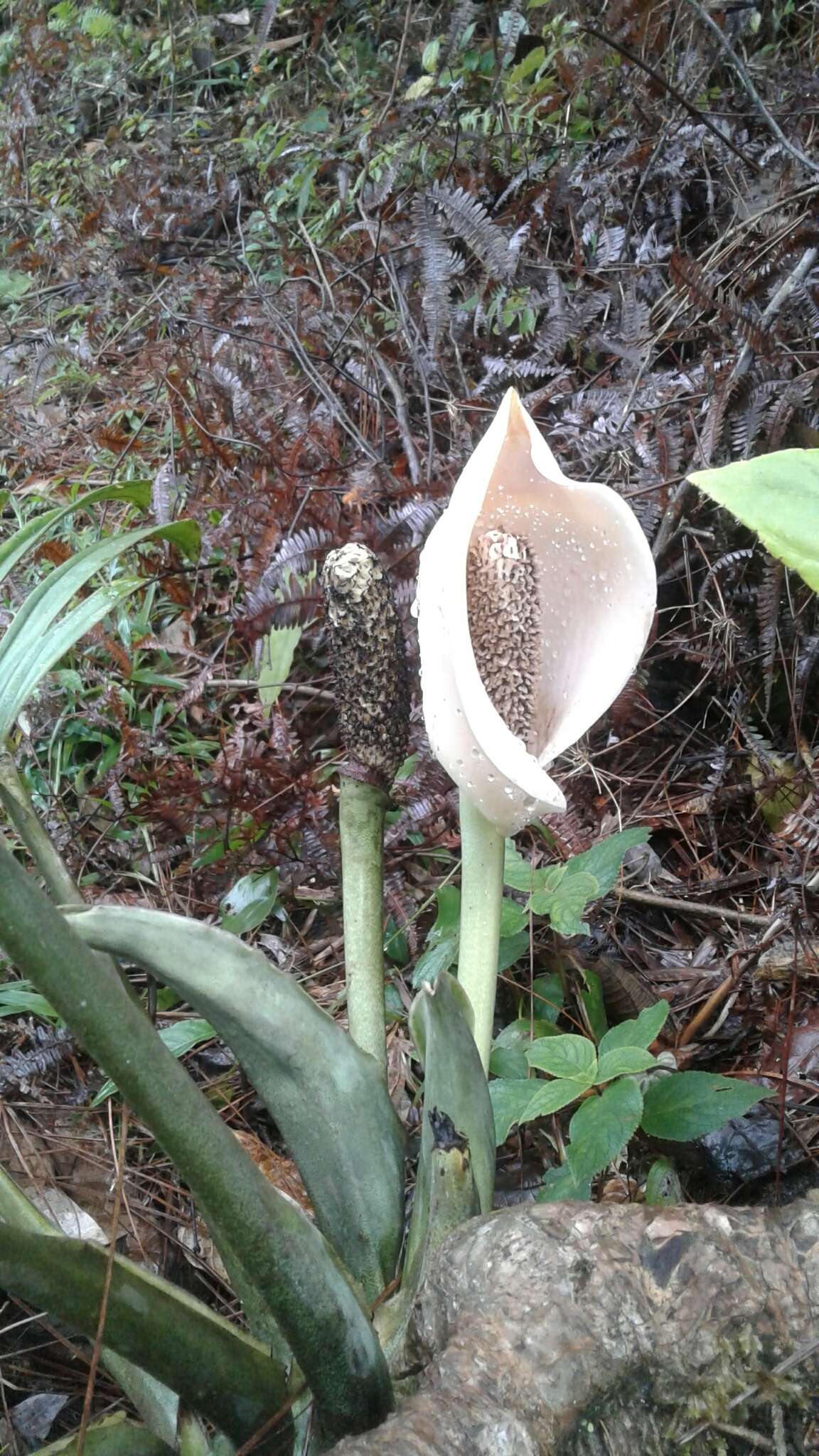 Image of Monstera pinnatipartita Schott