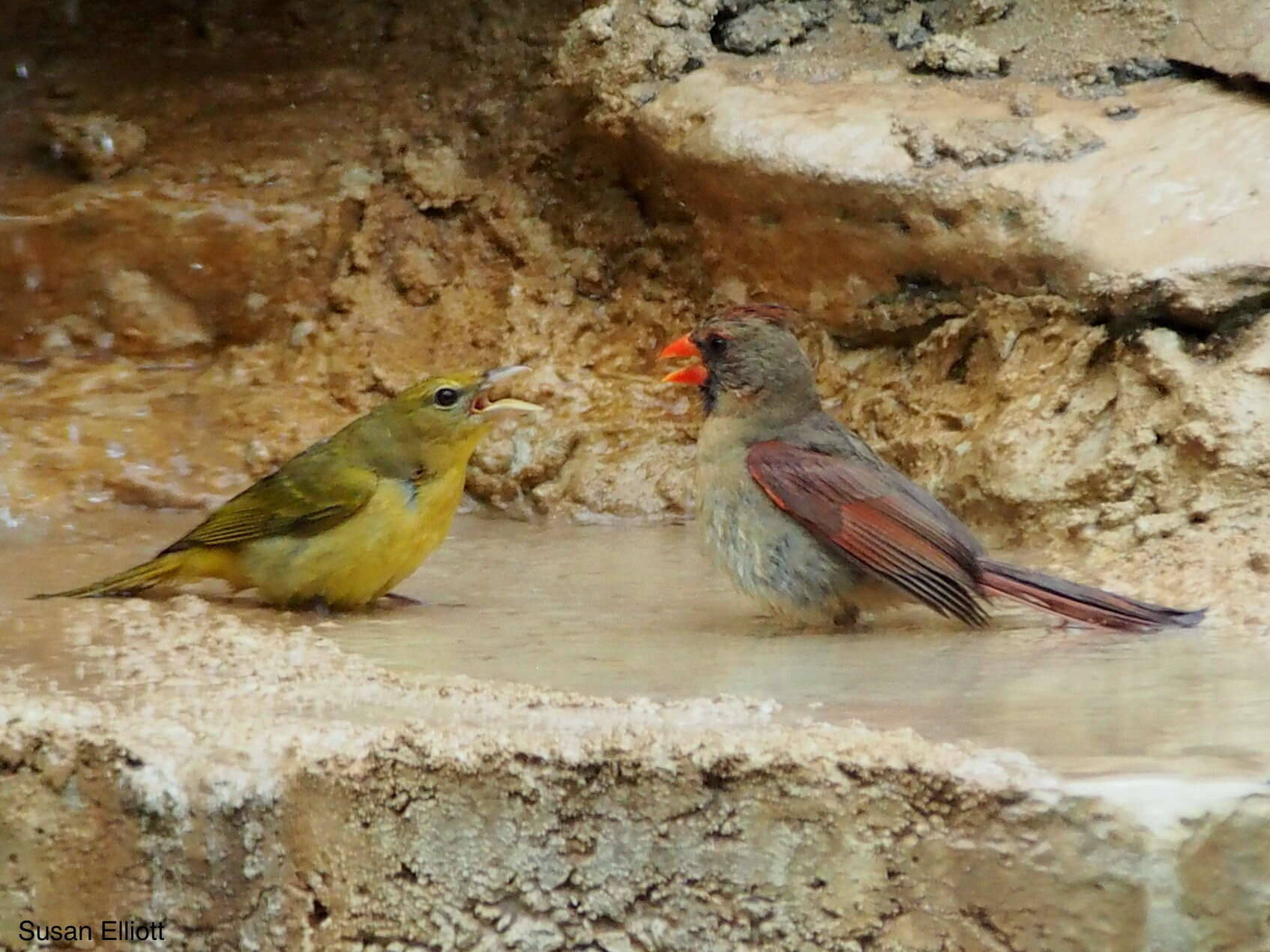 Image of Summer Tanager