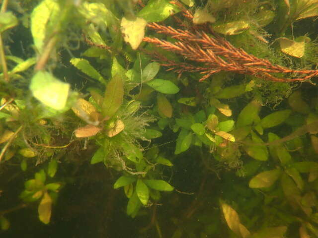 Image of Dwarf Hygrophila