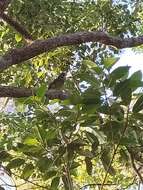 Image of Spotted Catbird