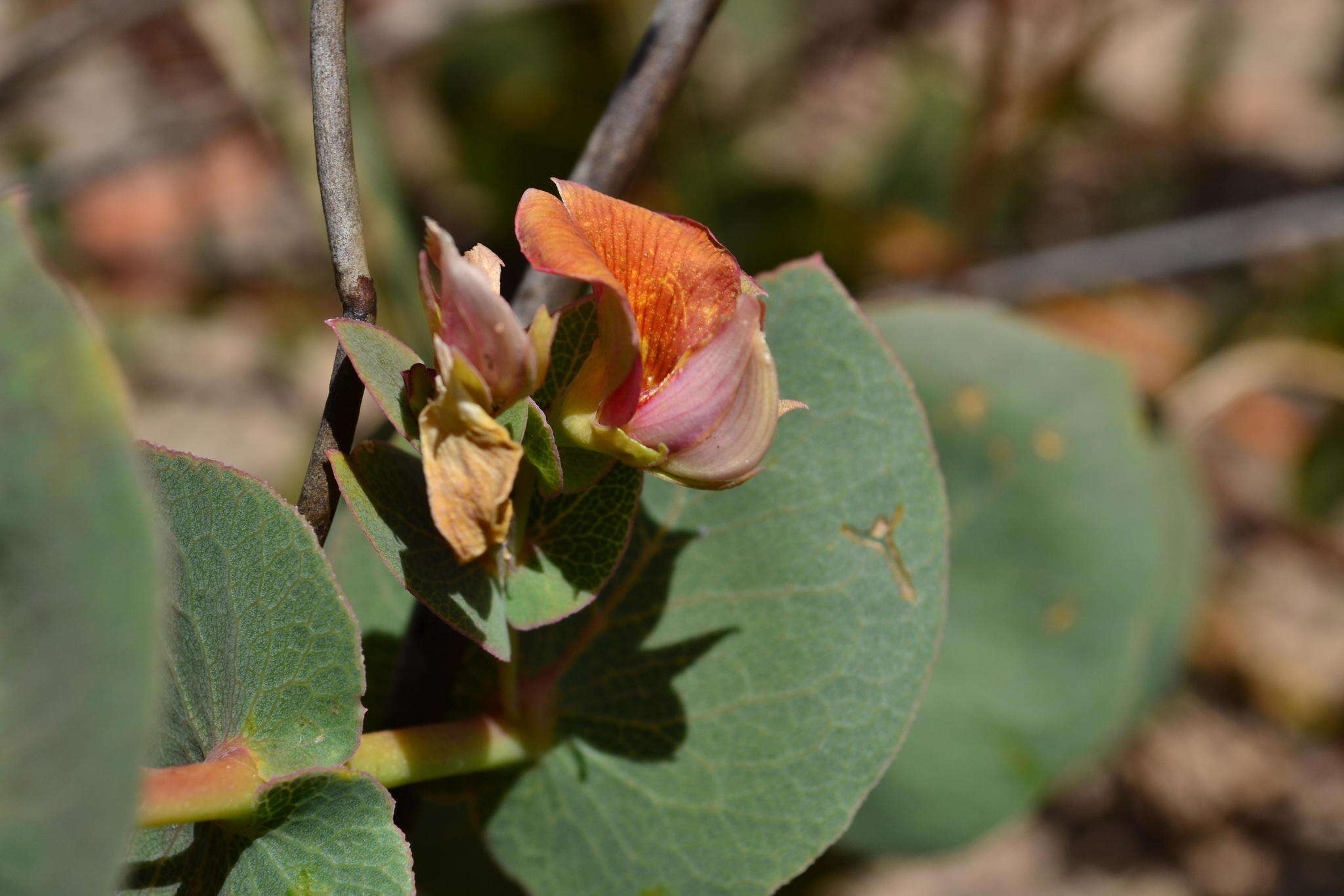 Image of <i>Rafnia acuminata</i>