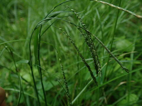 Image of Carex incisa Boott