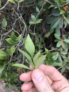 Image of Cape jasmine