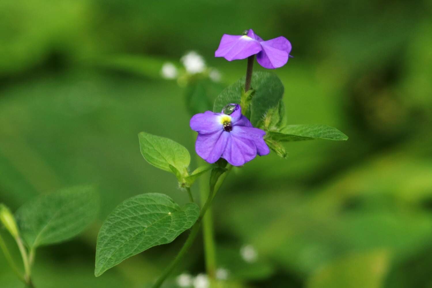 Image of Jamaican forget-me-not