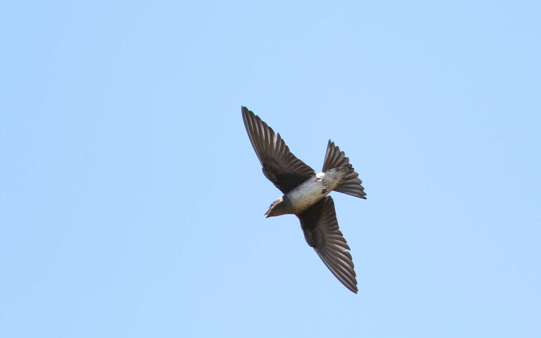 Image of Cuban Martin