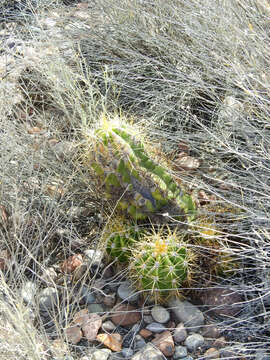 Echinopsis candicans (Gillies ex Salm-Dyck) D. R. Hunt的圖片