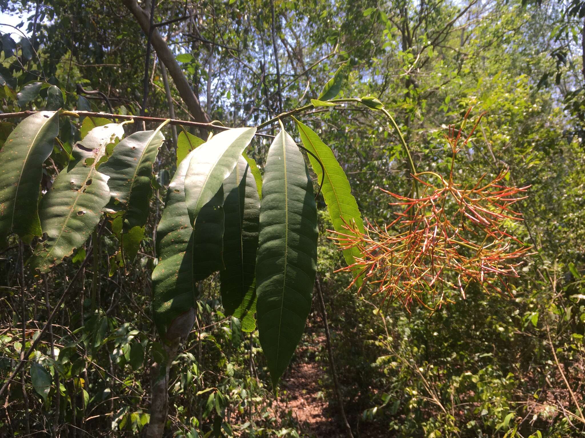 صورة Ixora platythyrsa Baker