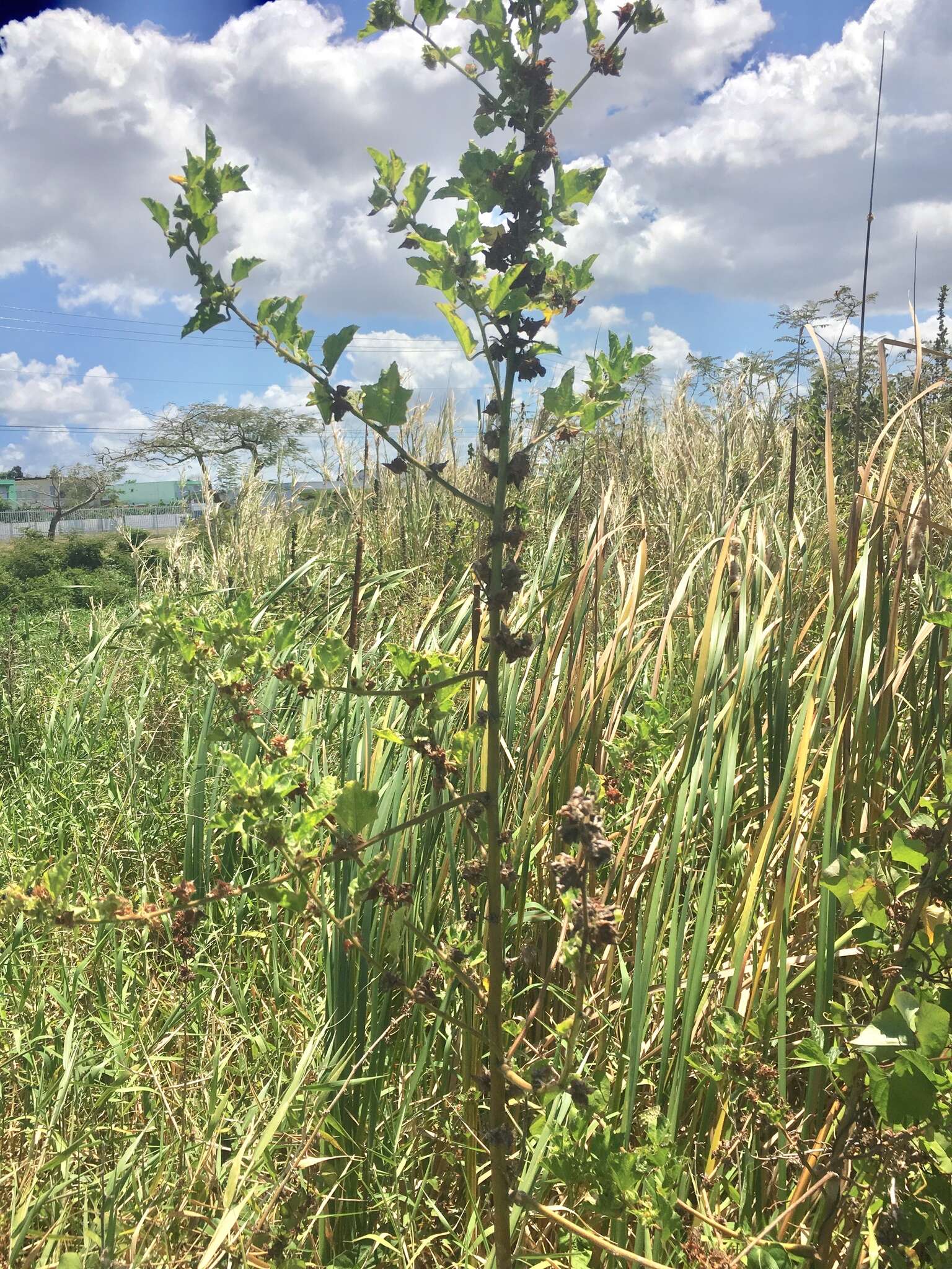 Image of wild okra