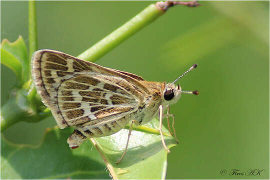 Image of Grey-veined Grass Dart