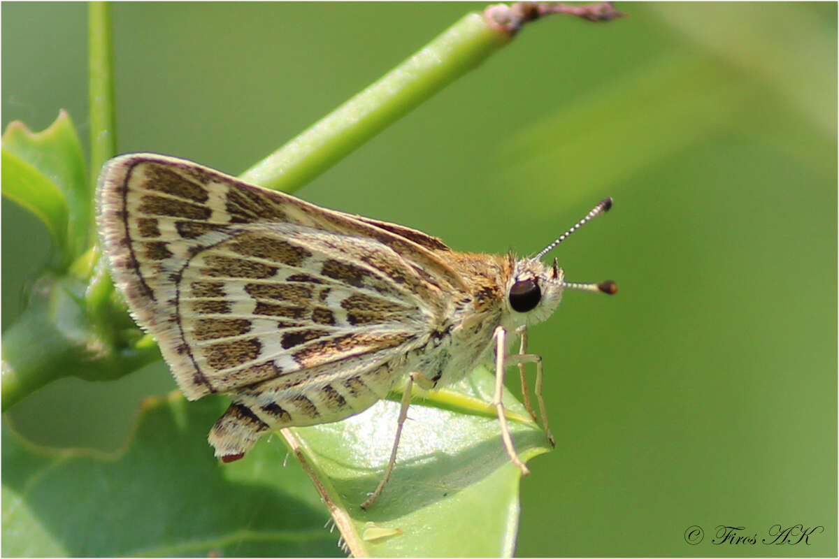 Plancia ëd Taractrocera maevius Fabricius 1793