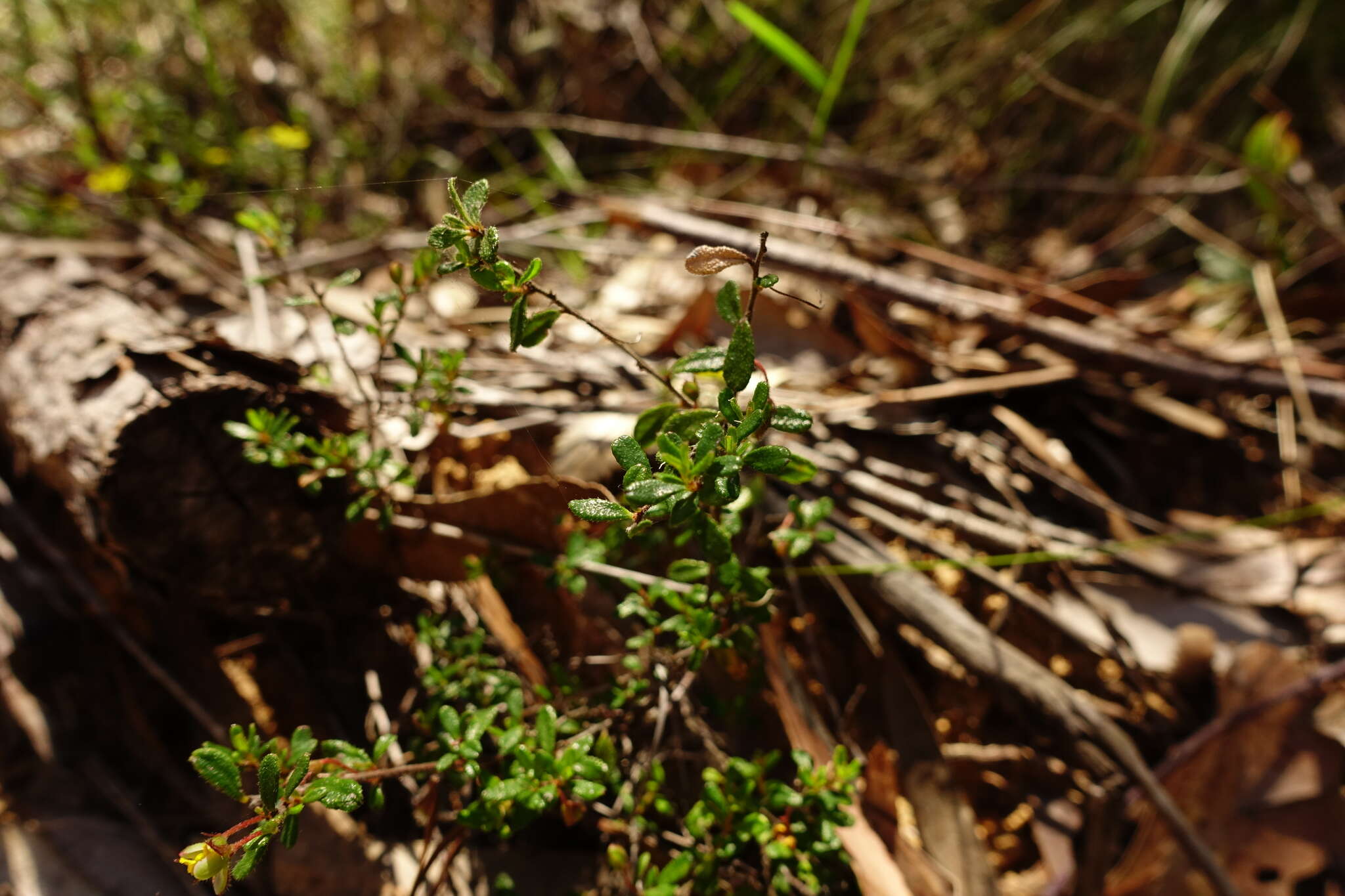 Image of Hibbertia aspera subsp. aspera