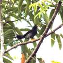 Turdus flavipes venezuelensis (Sharpe 1900)的圖片