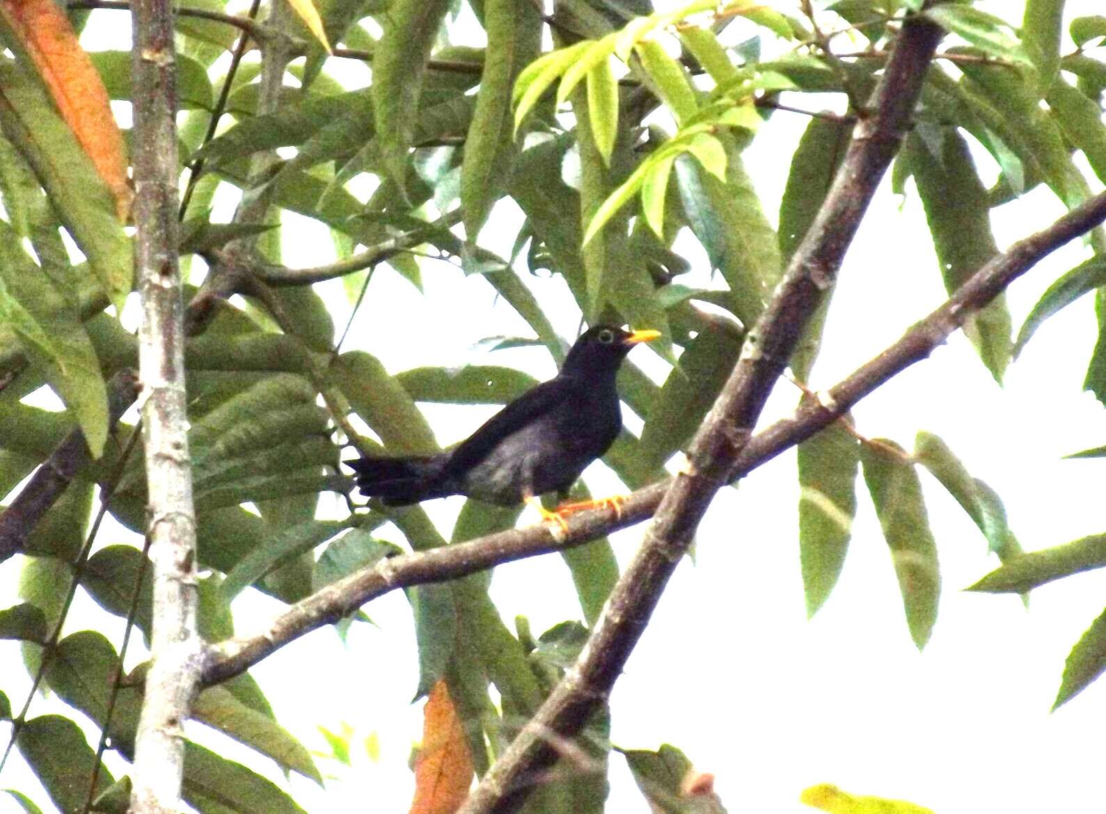 Image of Turdus flavipes venezuelensis (Sharpe 1900)