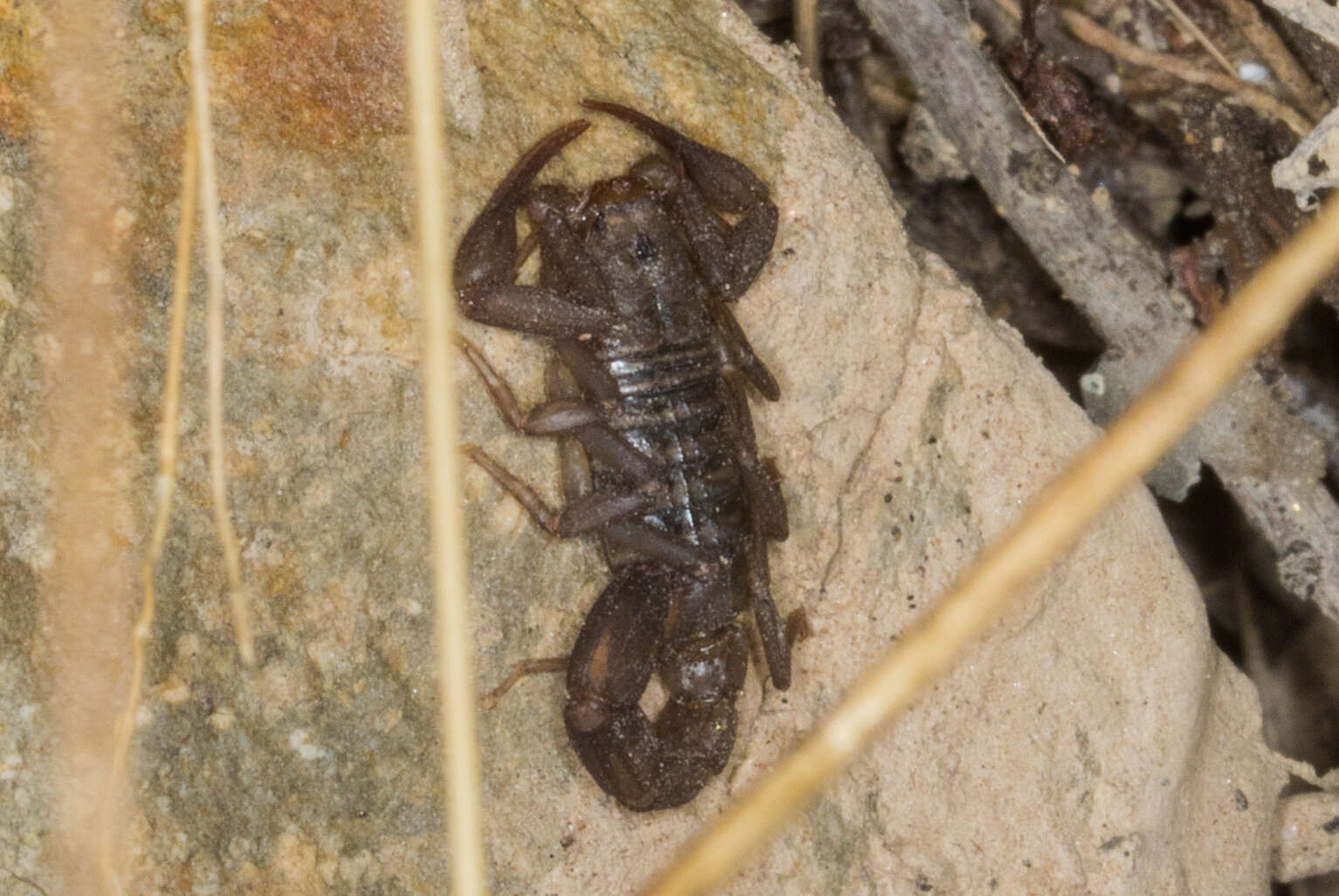 Image of Serradigitus gertschi gertschi