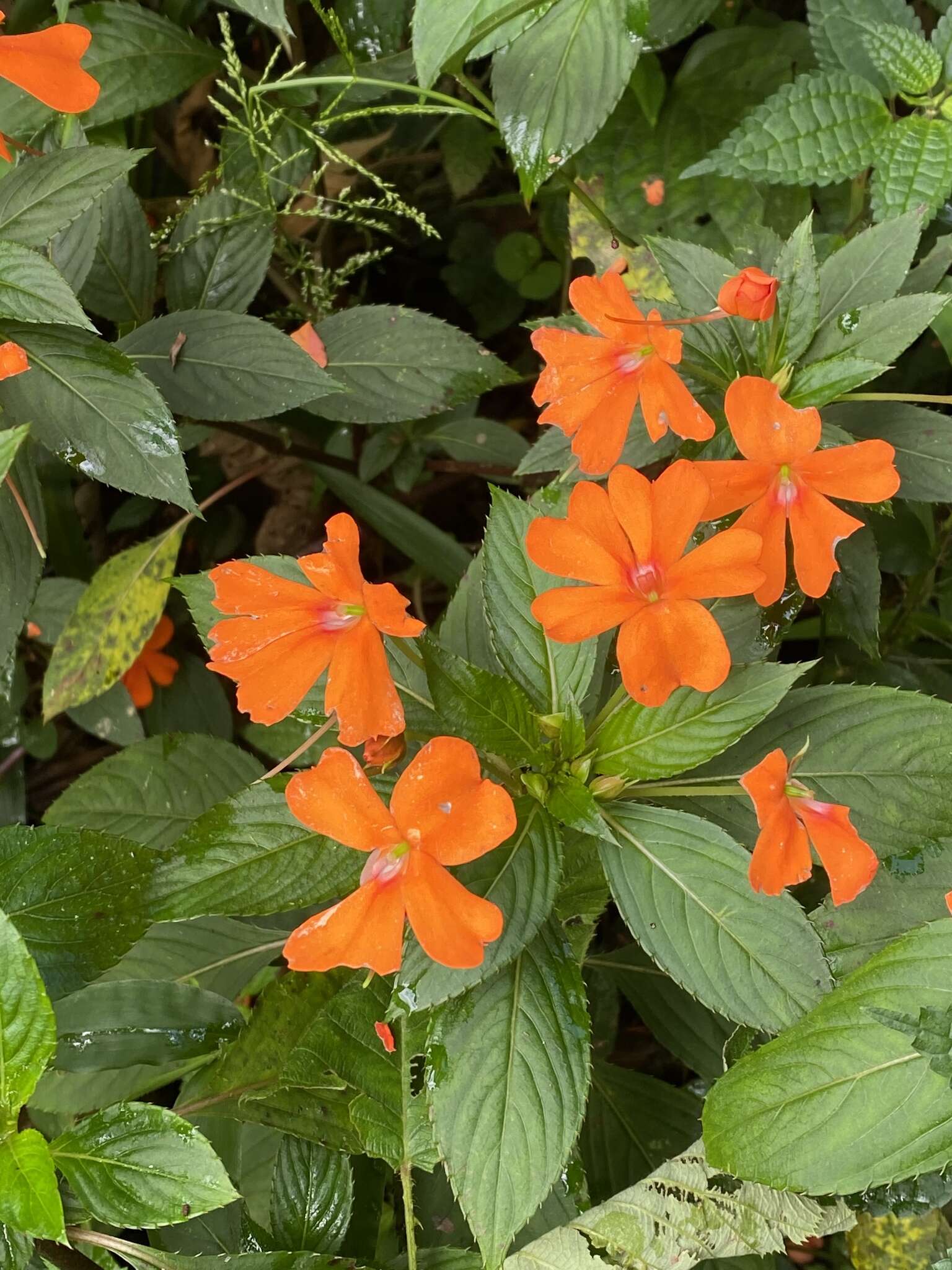 Image of Impatiens hawkeri W. Bull