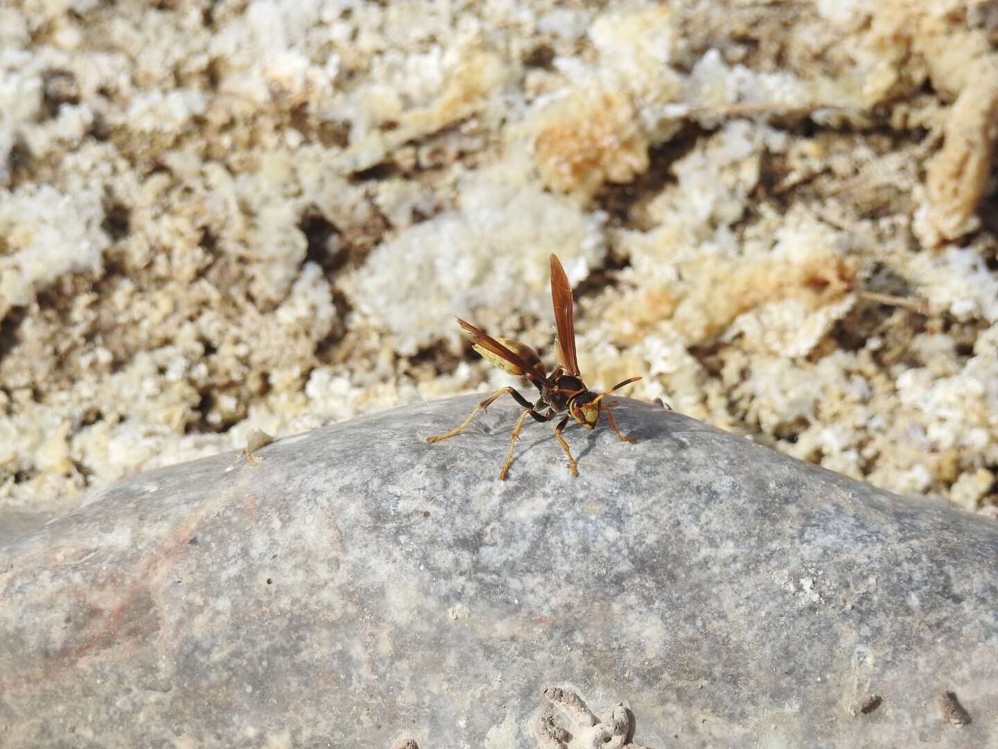 Image of Polistes comanchus de Saussure 1857