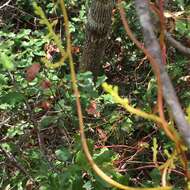 Image of tall dodder