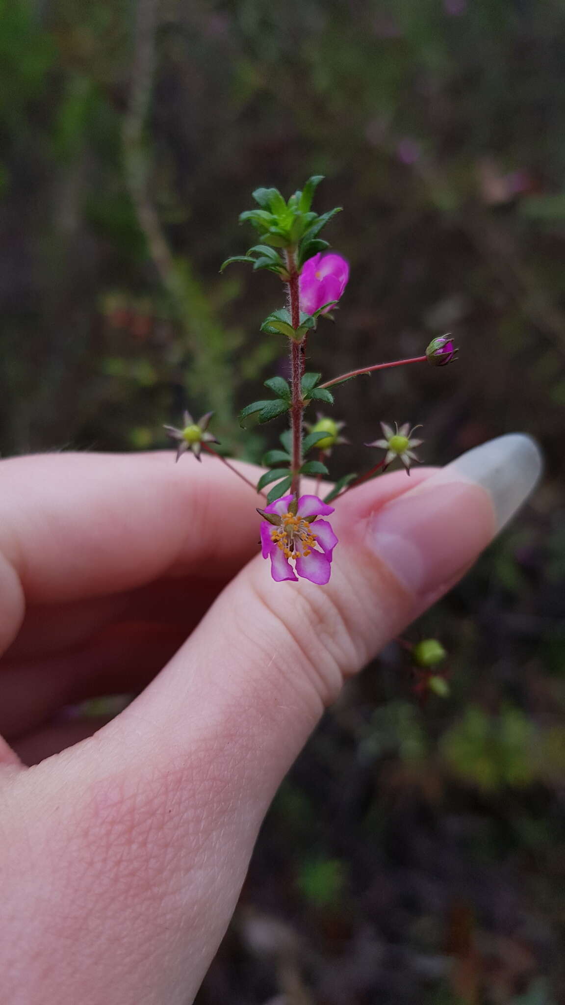 Sivun Bauera microphylla Sieber ex DC. kuva