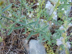 Image de Linaria microsepala A. Kerner