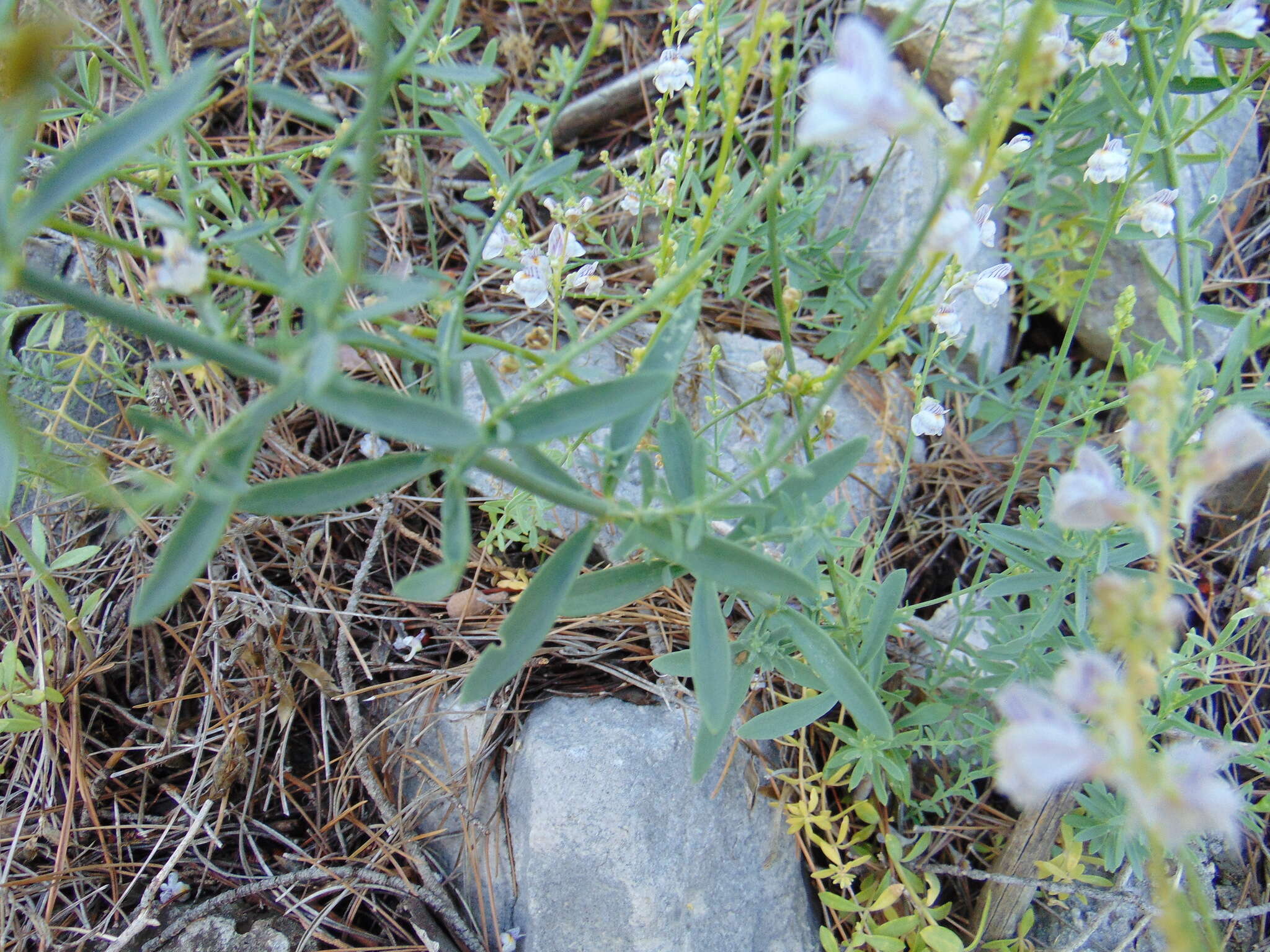 Image de Linaria microsepala A. Kerner