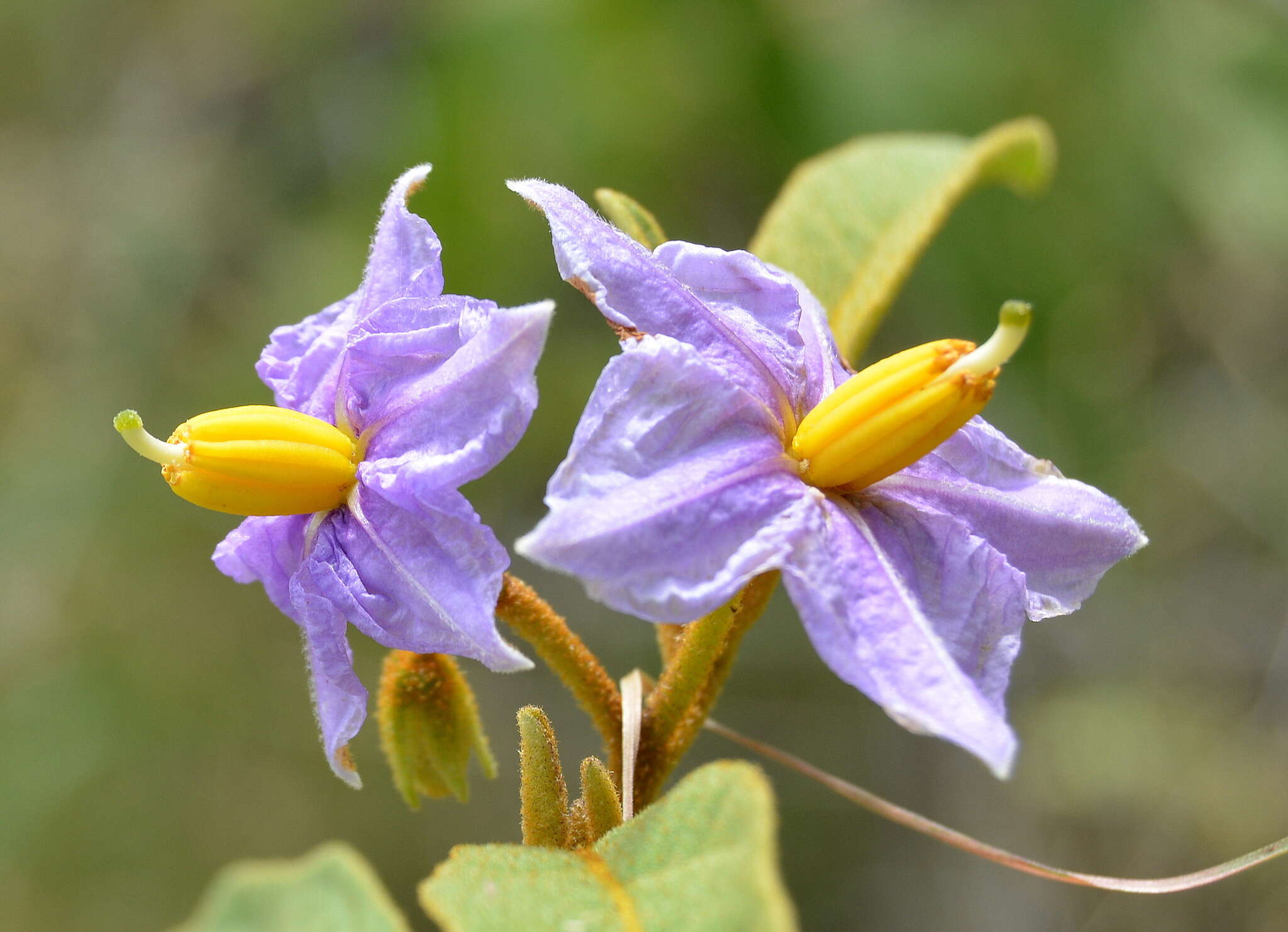 Image de Solanum campylacanthum subsp. campylacanthum