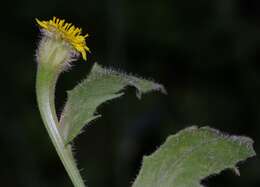 Image of Hedypnois rhagadioloides subsp. tubaeformis (Ten.) Hayek