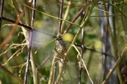 Image of Striated Calamanthus