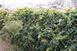 Image of Hedera rhombea (Miq.) Paul