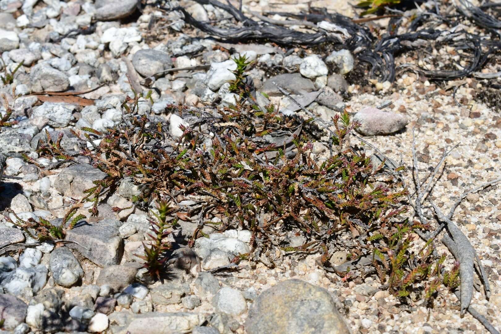 Image of Sprengelia distichophylla (Rodway) W. M. Curtis