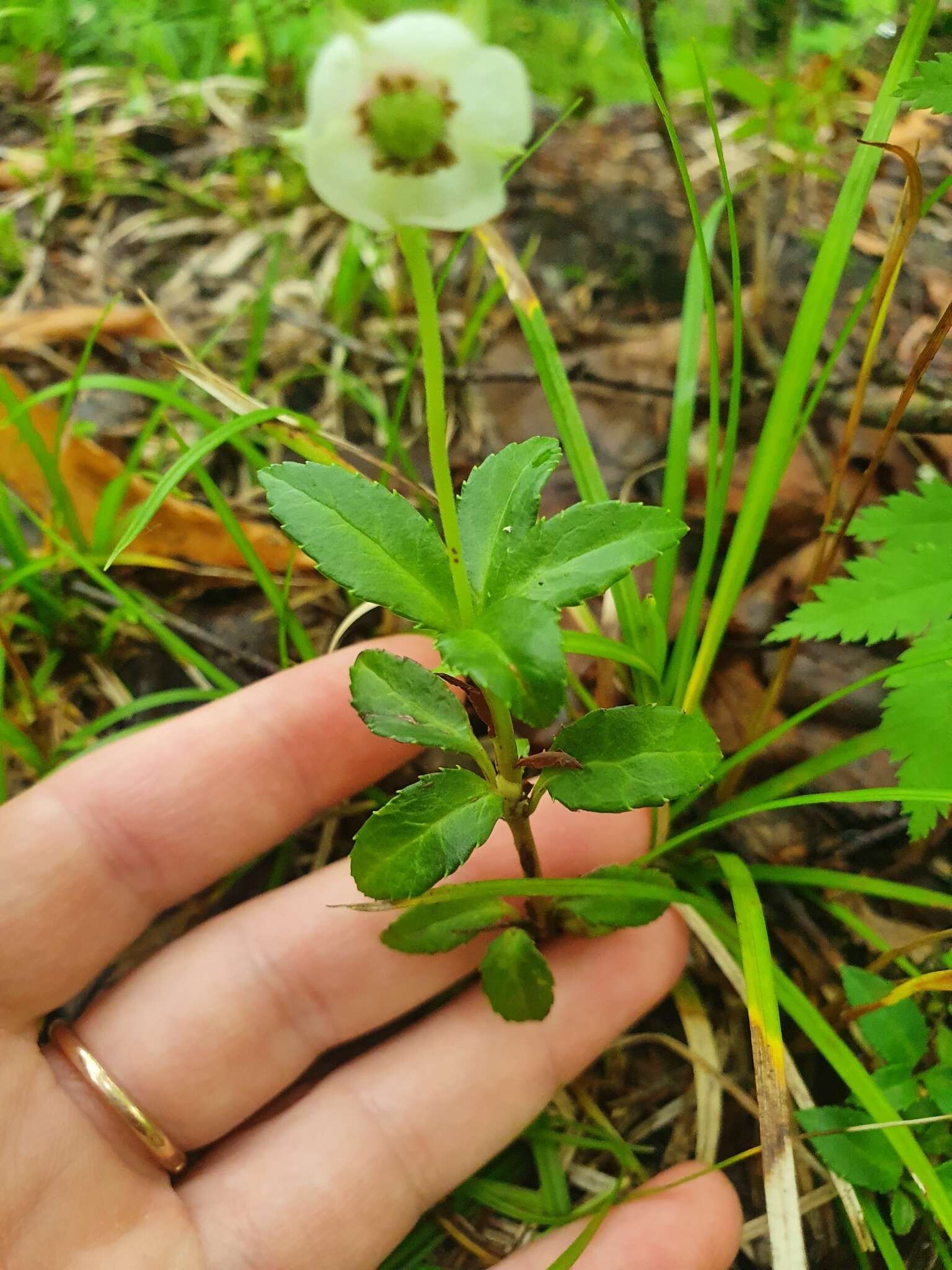 Image of Chimaphila japonica Miq.