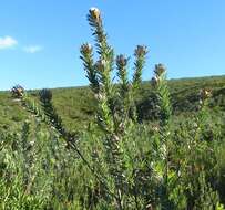 Plancia ëd Protea coronata Lam.