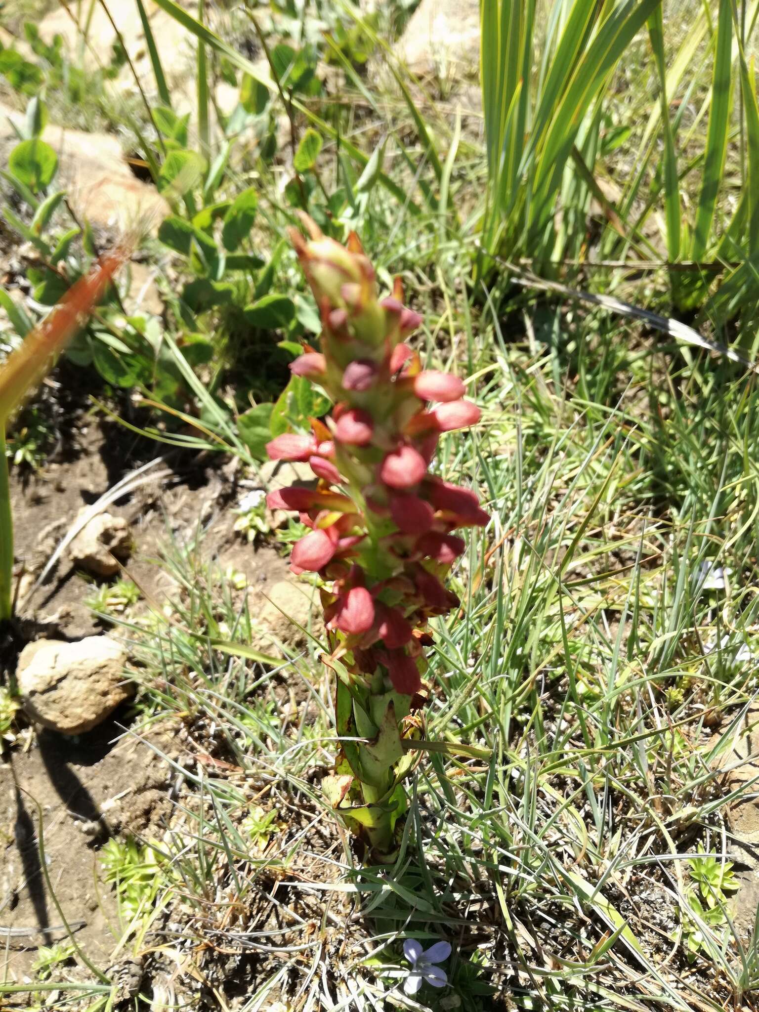 Image of Disa brevicornis (Lindl.) Bolus