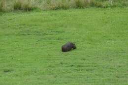 Image of Lesser Capybara