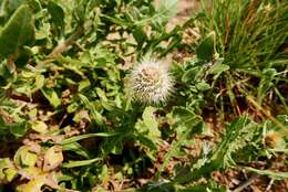 Слика од Centaurea sphaerocephala L.