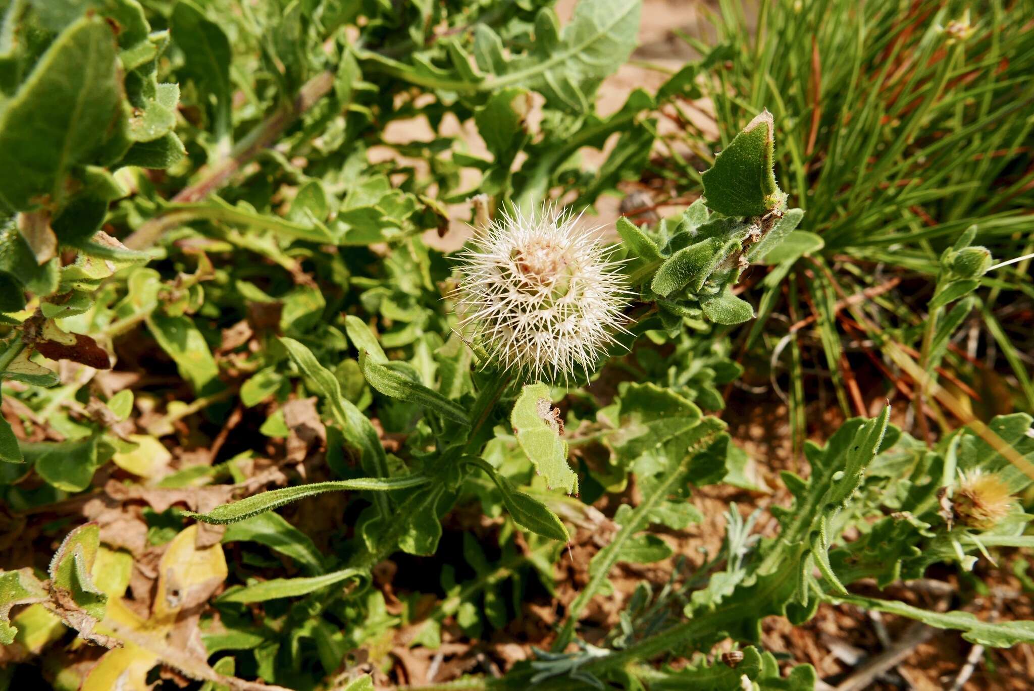 Слика од Centaurea sphaerocephala L.