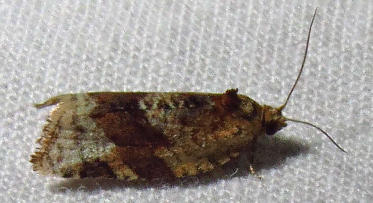 Argyrotaenia velutinana Walker 1863的圖片