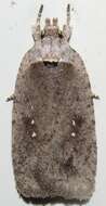 Image of Agonopterix clemensella Chambers 1876