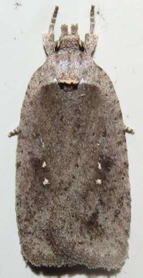 Image of Agonopterix clemensella Chambers 1876