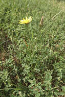 Image of Podospermum canum C. A. Mey.