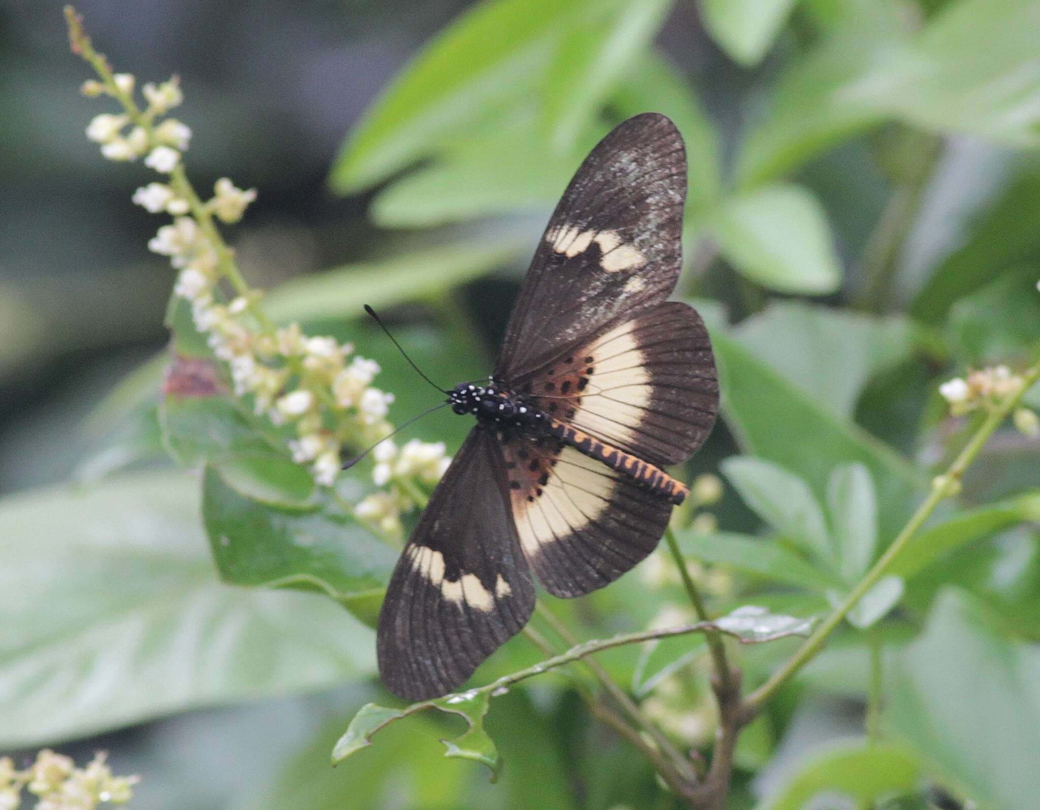 Image of Acraea aganice aganice