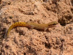 Image of Saurodactylus brosseti (Bons & Pasteur 1957)