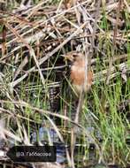 Image of Red-throated Pipit